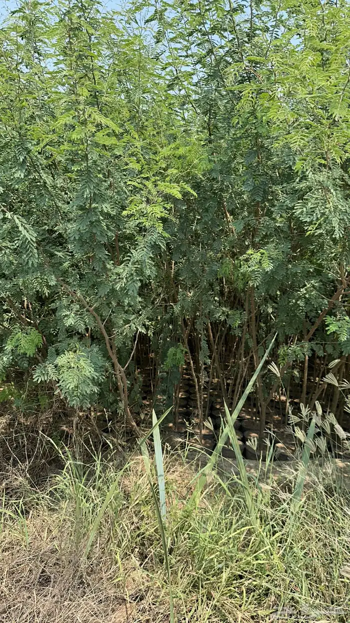 عرض خاص على طلح فتنه الطول مترين مركن 20 الكميه 5000 3