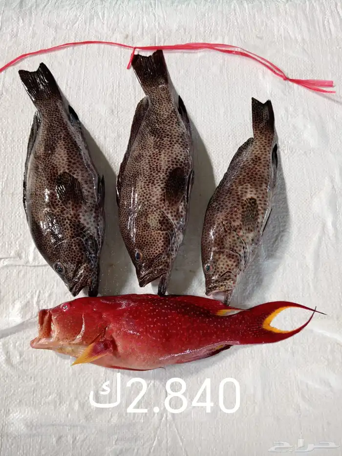 سمك بحري طازج يومي 27