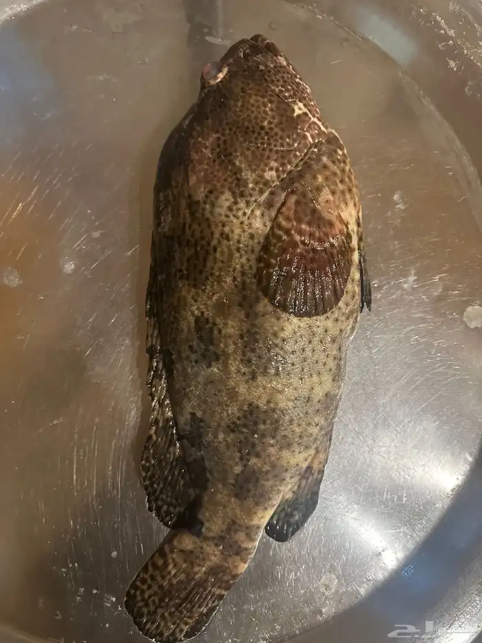 سمك بحري طازج يومي 12