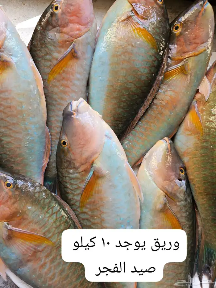 سمك بحري طازج يومي 2