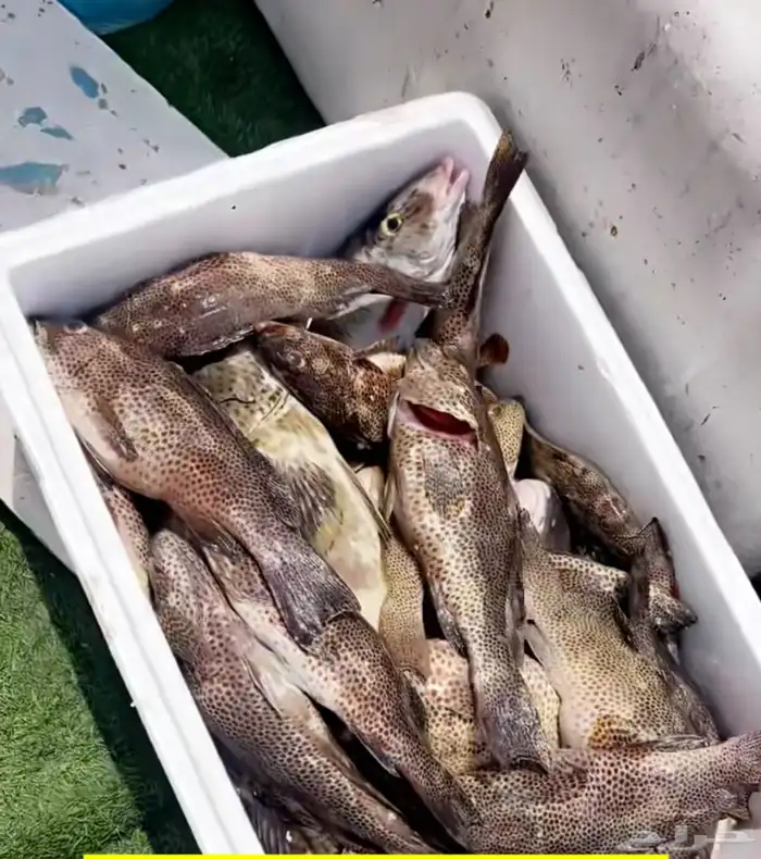 سمك بحري طازج يومي 45