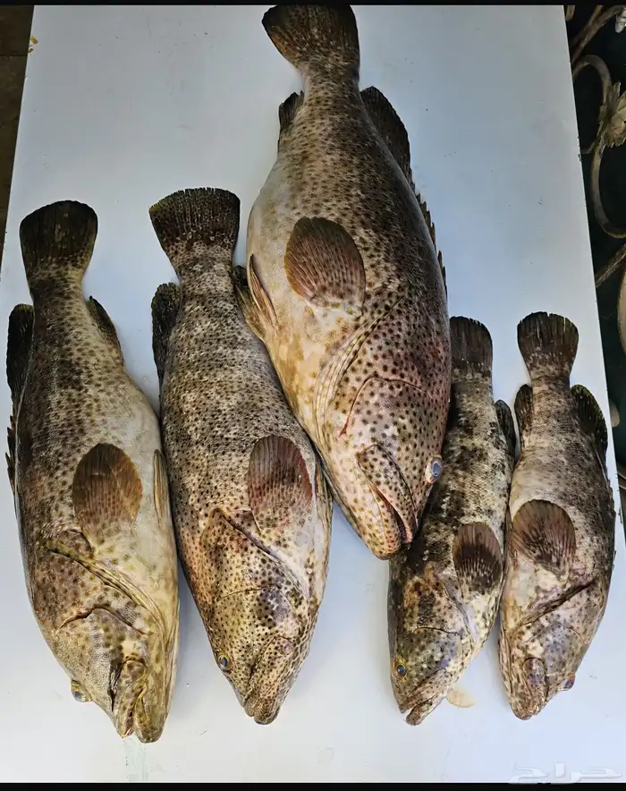 سمك بحري طازج يومي 0