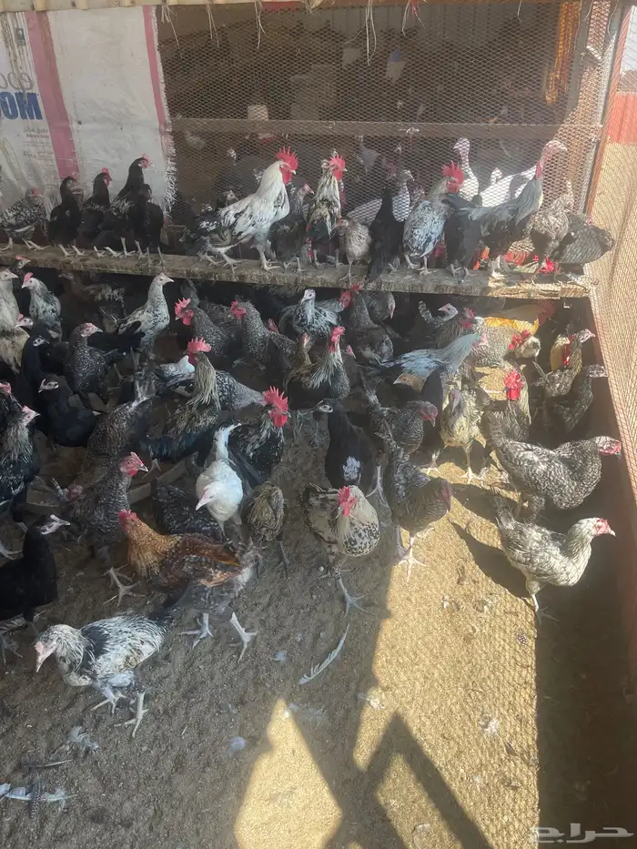 للبيع دجاج بلدي و عربي وفيومي وكيني 1