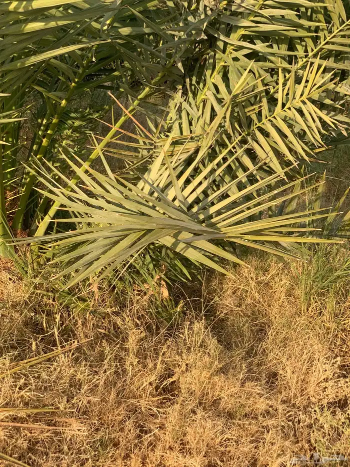 فروخ نخل شيشي 2