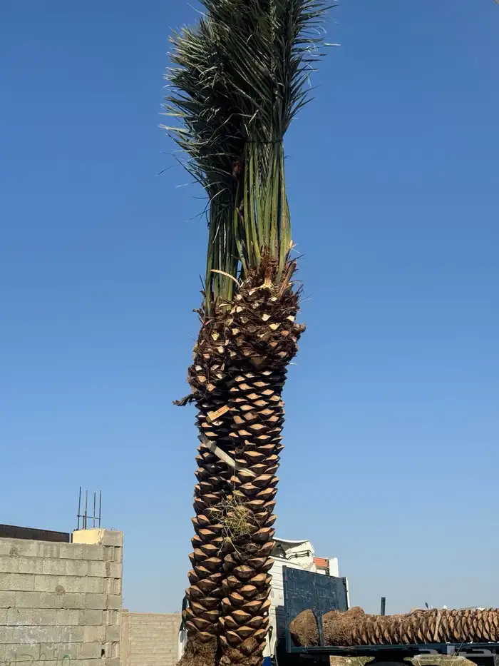 نخيل لبيع بجميع أنواعه ومقساته المختلفه 2