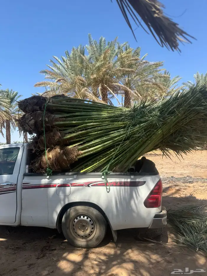 نخيل لبيع بجميع أنواعه ومقساته المختلفه 6