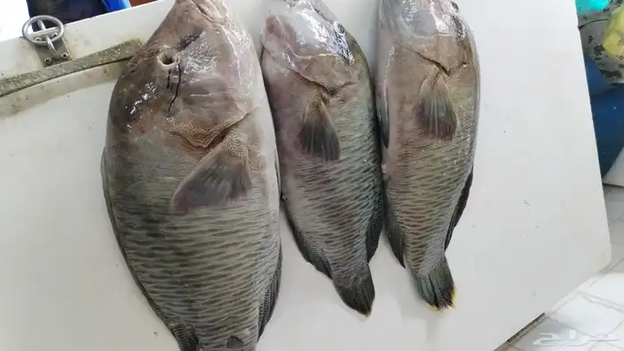 سمك بحري طازج يومي 5
