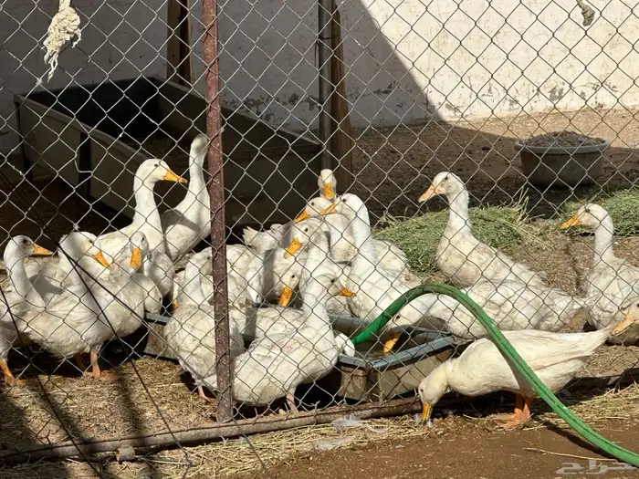 بط مذبوح جاهز 1