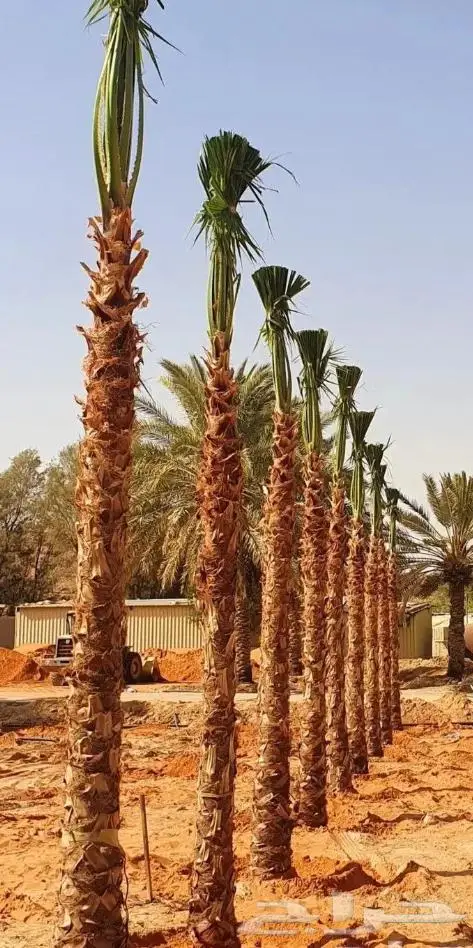 نخل واشنطني زينه توريد وزراعة 16