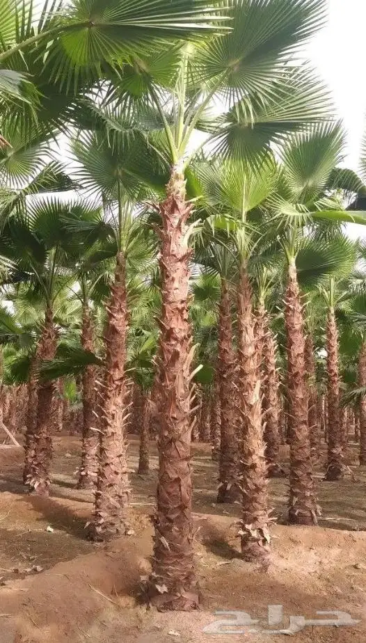 نخل واشنطني زينه توريد وزراعة 4