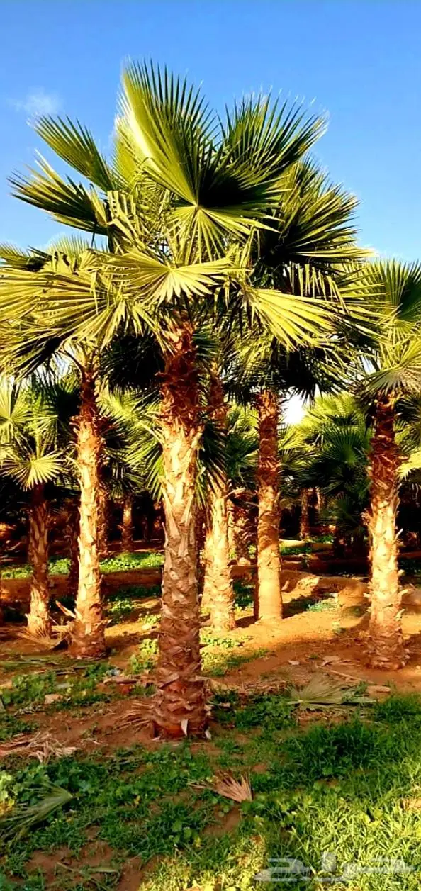 نخل واشنطني زينه توريد وزراعة 10