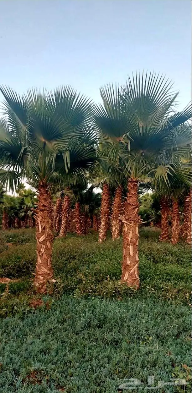 نخل واشنطني زينه توريد وزراعة 15