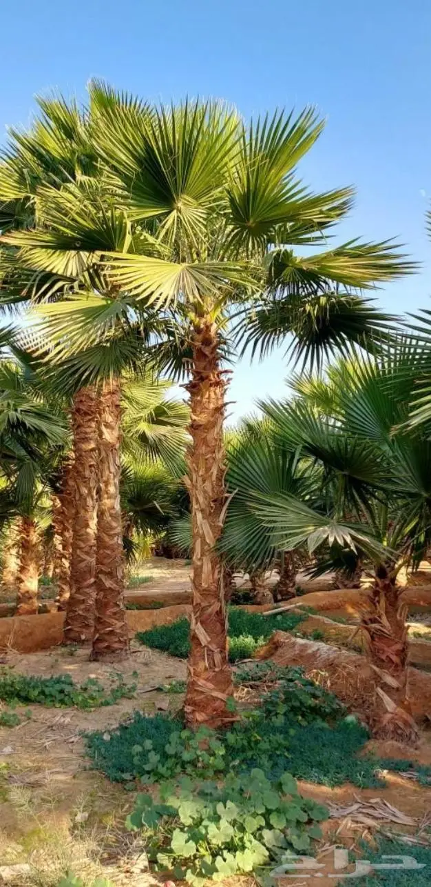 نخل واشنطني زينه توريد وزراعة 12