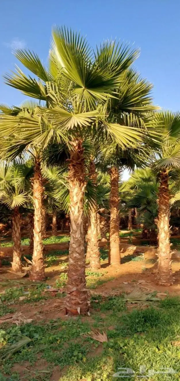 نخل واشنطني زينه توريد وزراعة 0