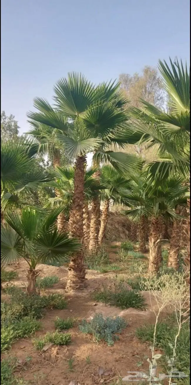نخل واشنطني زينه توريد وزراعة 13