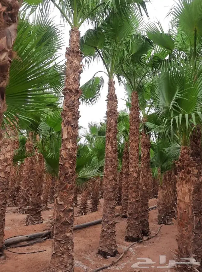نخل واشنطني زينه توريد وزراعة 3
