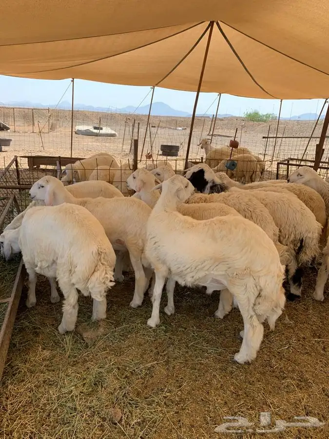 حري للبيع ذبايح ضيوف ذبائح ثلاجه توصيل 1