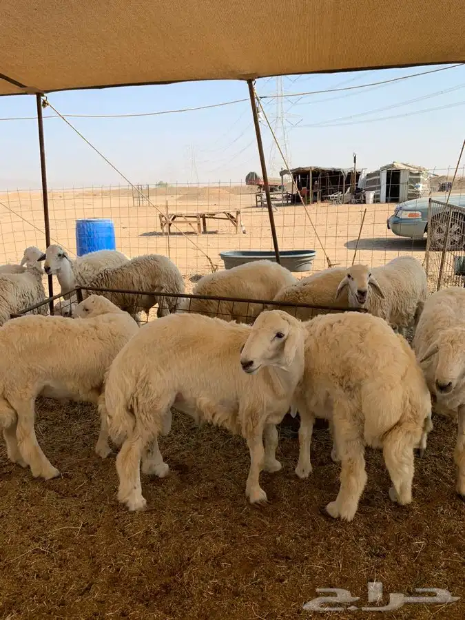 حري للبيع ذبايح ضيوف ذبائح ثلاجه توصيل 2