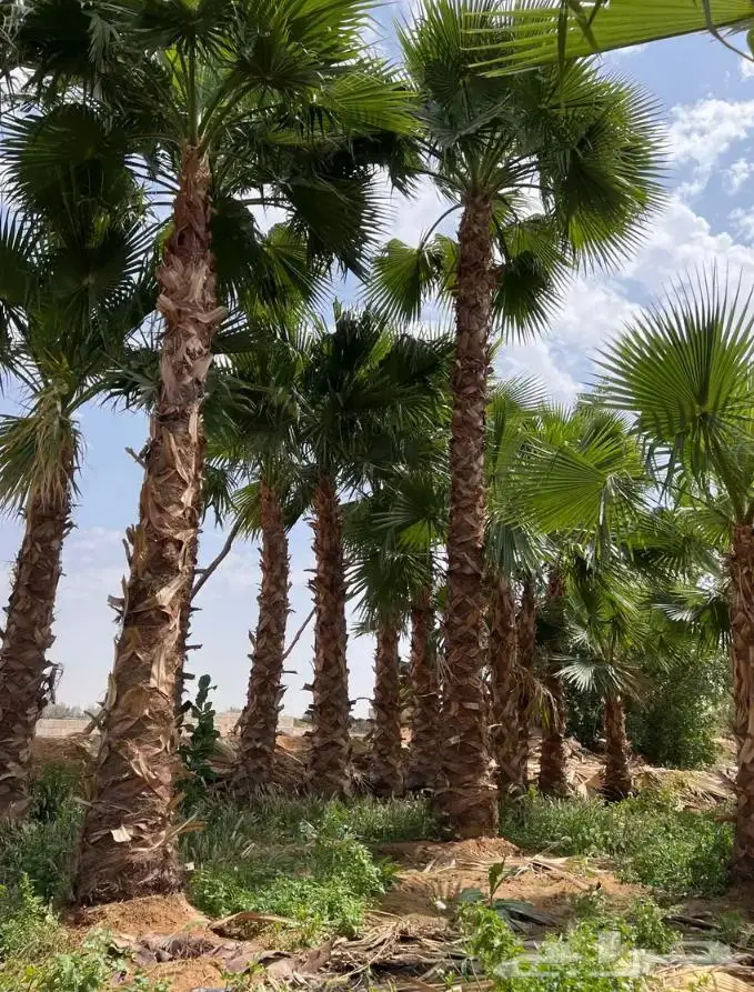 نخل واشنطني زينه توريد وزراعة 6