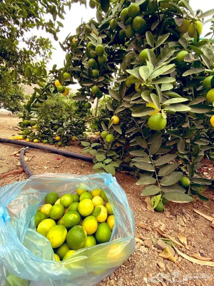 اشجار الليمون الصيني 1