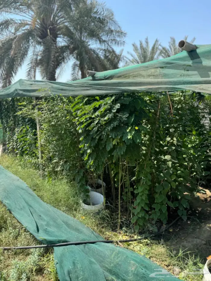 اي شتله ب 20 ريال فقط شتلات ورد و توت و غيررر 0