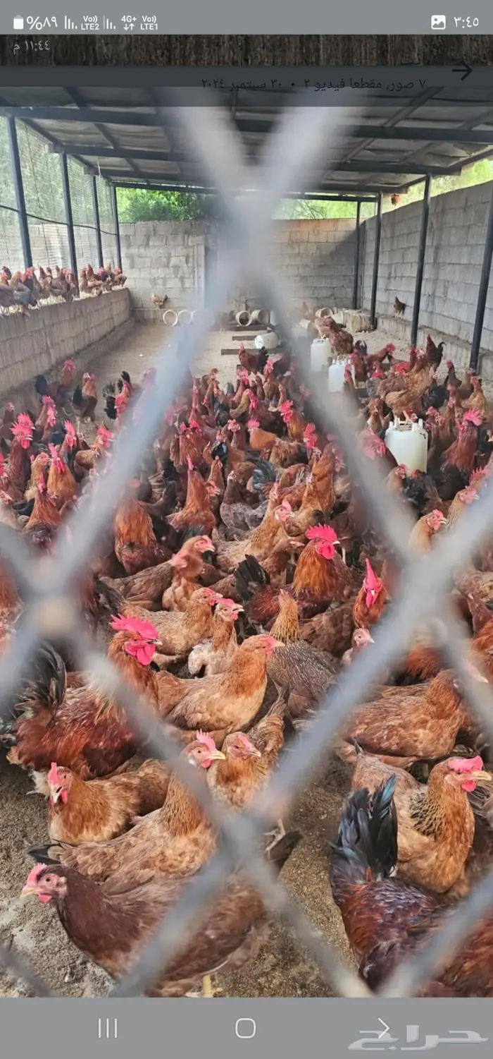 بيض فرنسي مخصب 5