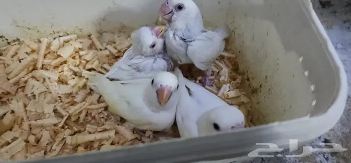 فروخ روز يقبلو الغر بشراهه ونشيطين 2