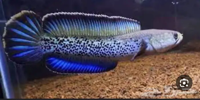Channa snakehead سمكه السنيك هيد 3