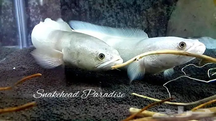 Channa snakehead سمكه السنيك هيد 0