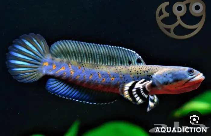 Channa snakehead سمكه السنيك هيد 1