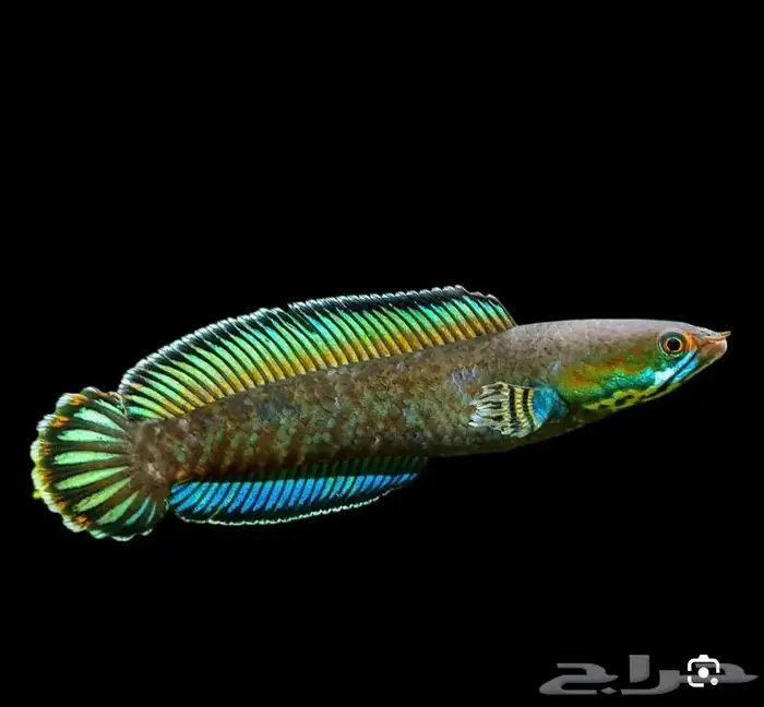 Channa snakehead سمكه السنيك هيد 2