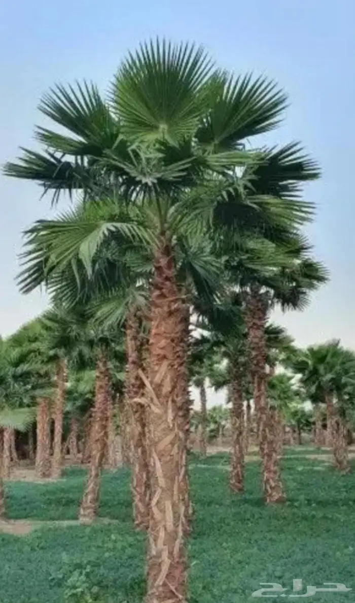 نخل واشنطني زينه توريد وزراعة 9