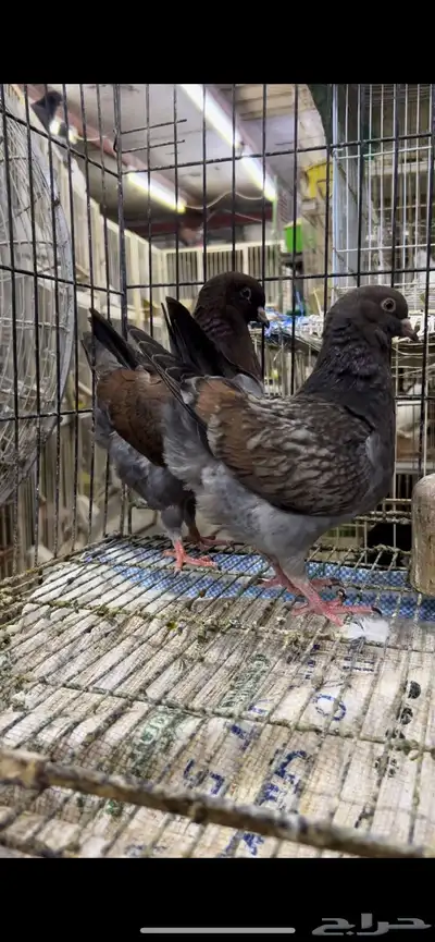 حمام كنق مودينا تم البيع 5
