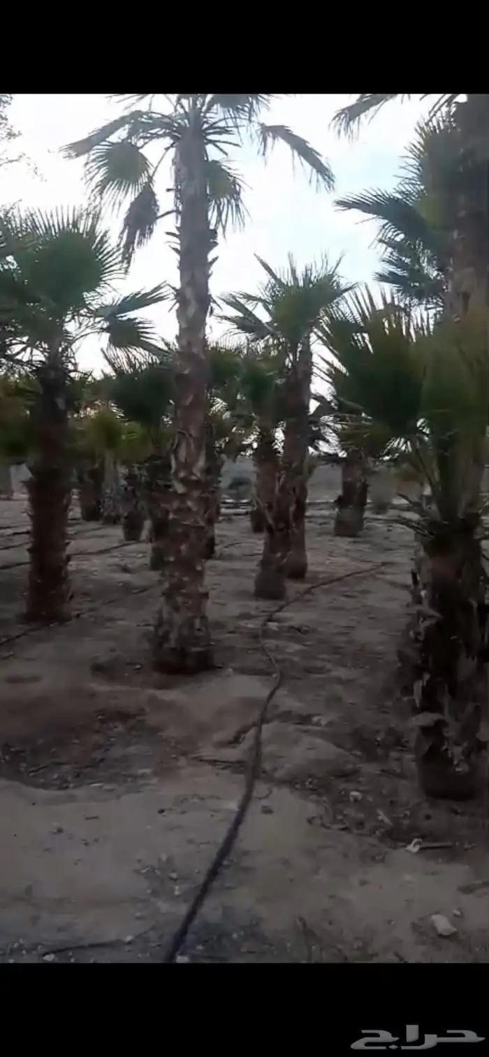 للبيع نخيل زينه واشنطونيا 0