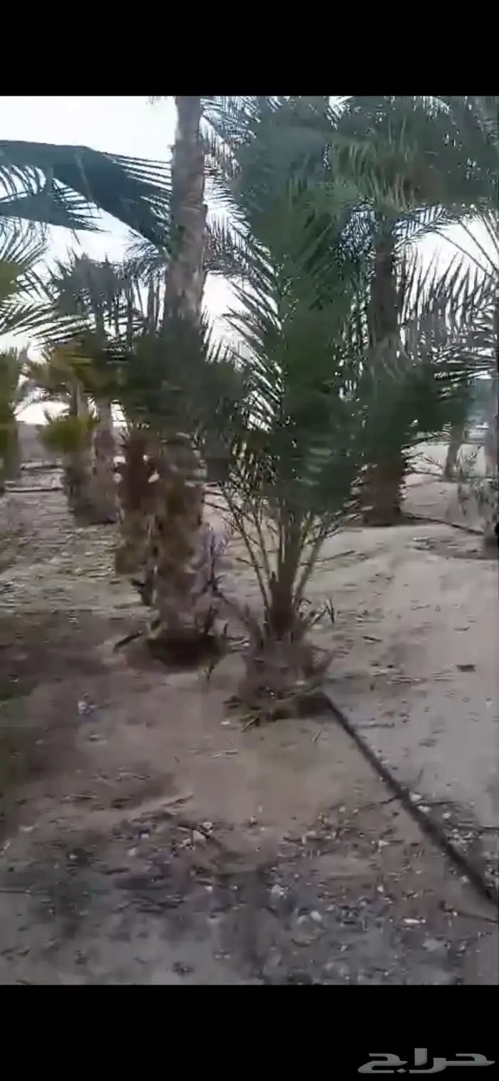 للبيع نخيل زينه واشنطونيا 2