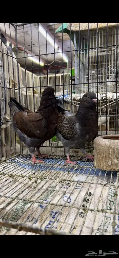 حمام كنق مودينا تم البيع 6