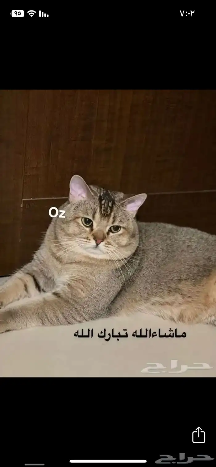 آمان لفندقة وتزاوج القطط 8