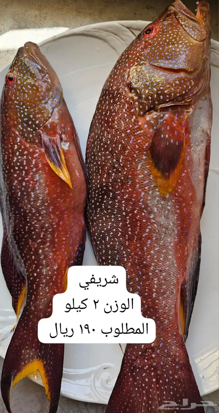 سمك بحري طازج يومي 4