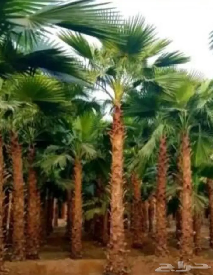 نخل واشنطني زينه توريد وزراعة 14