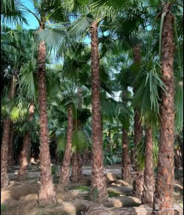 نخل واشنطني زينه توريد وزراعة 2