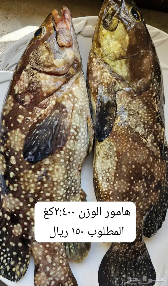 سمك بحري طازج يومي 1