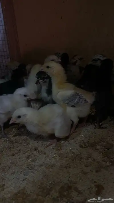 صوص دجاج تركي وهجين دجاج تركي 0