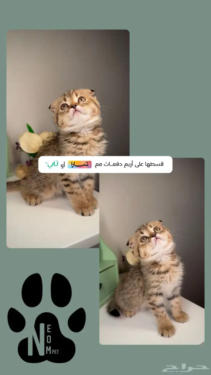 سكوتش فولد ستريت كيتن برتش قطط مكة جدة بريطاني اسكتلندي انثى 1
