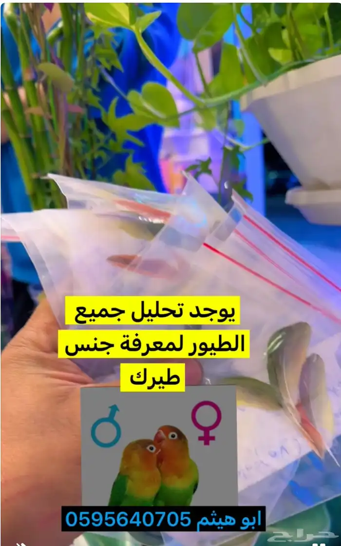 طيور زينه 11