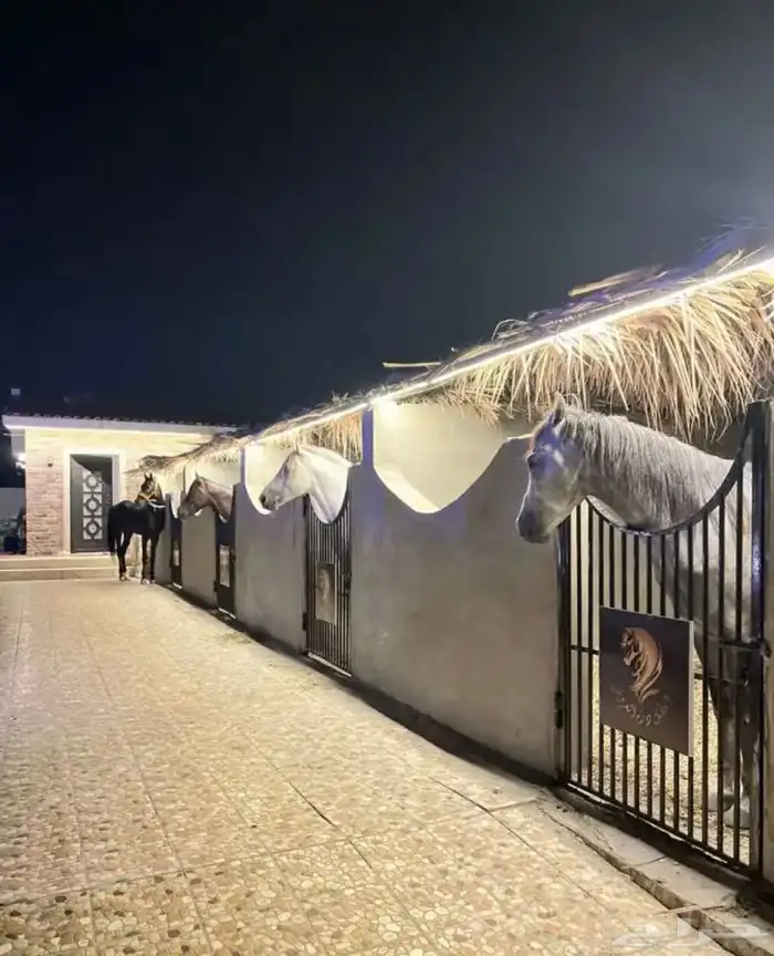 اسطبل درة العروس للايجار اليومي 2