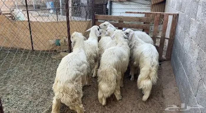 خرفان بلديه صفر نجران وتيوس بلديه دغس 43