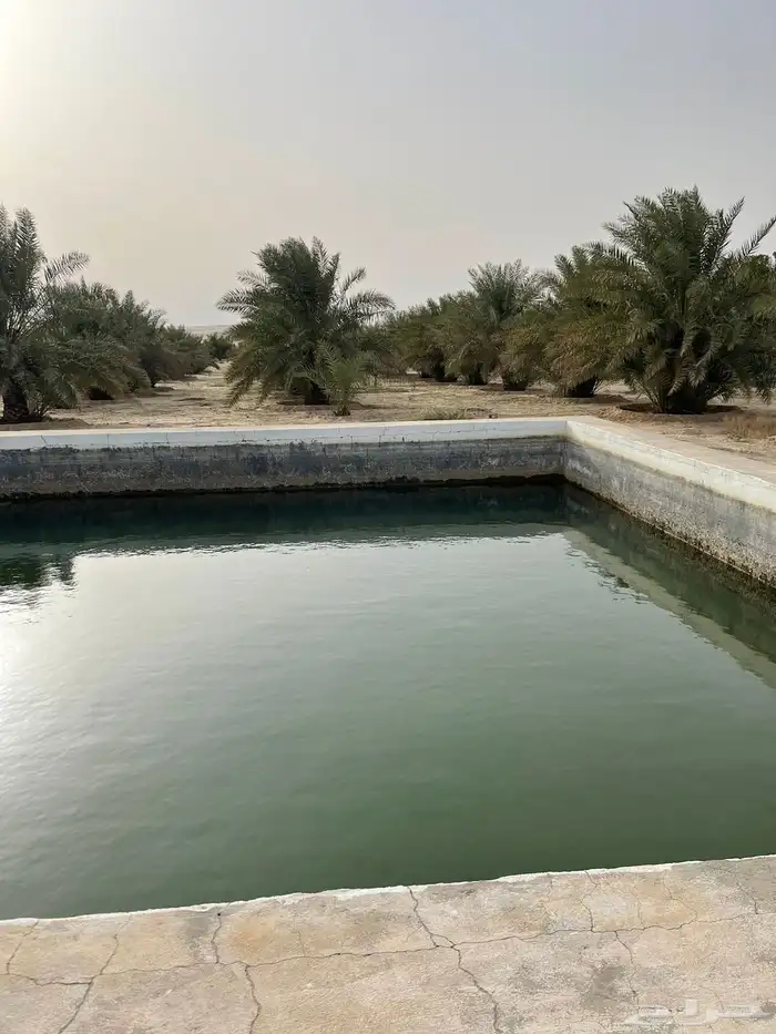 للبيع مزرعة قائمة مساحتها 150 الف متر مربع شرق مركز الحناه 4