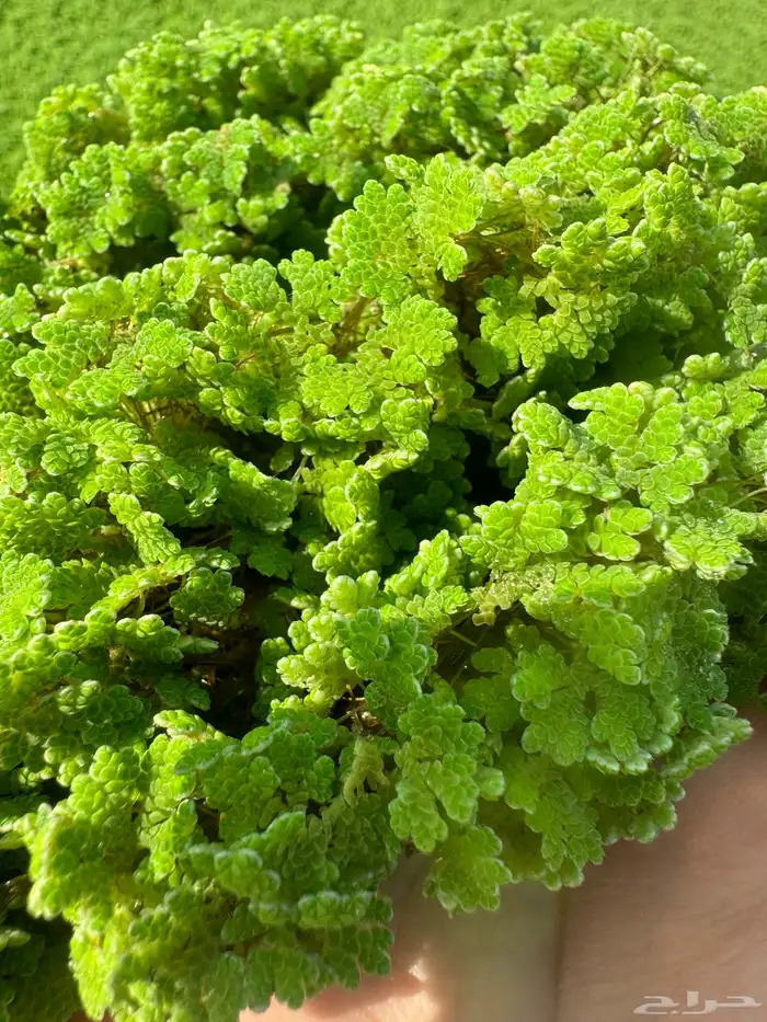 ازولا نيلوتيكا علف مجاني 1