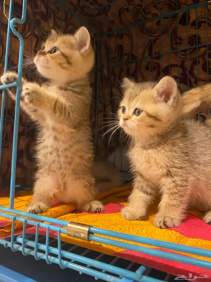 ذكر برتش شورت هير British short hair pure tiger (تم البيع) 1