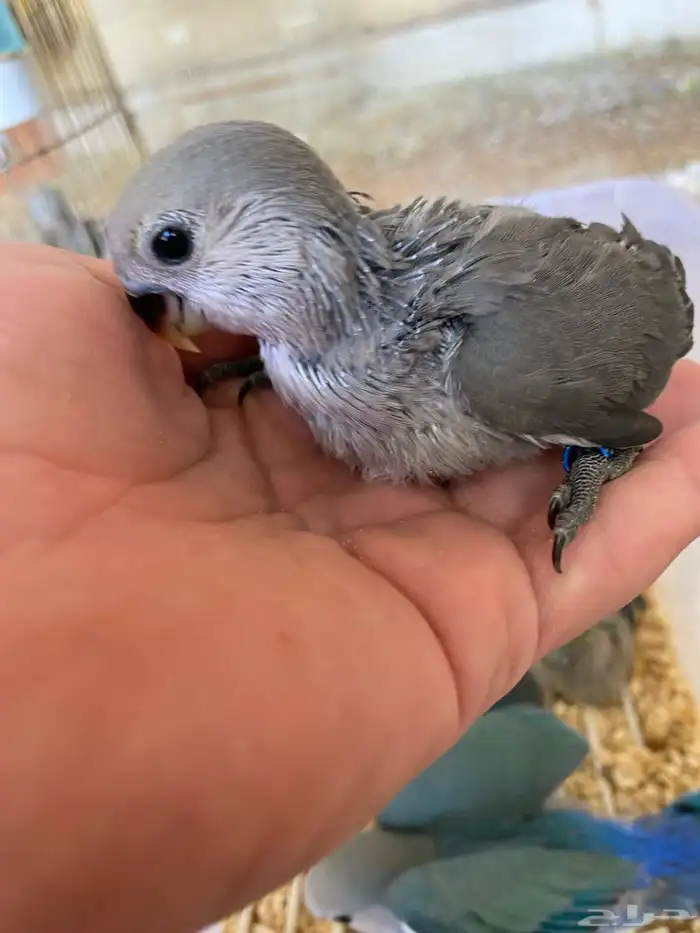 العرض فروخ روز غر الي يبغى تفريد او جمله ((تم البيع)) 1